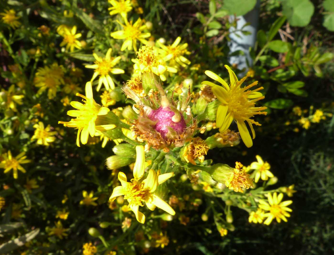 Galle di  Myopites stylatus  (Tephritidae) su Inula viscosa